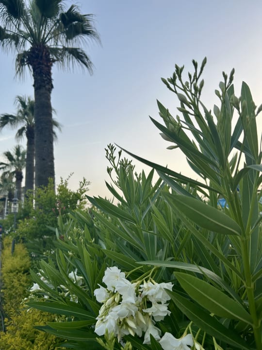 Gartenanlage Diamond De Luxe Hotel & Spa