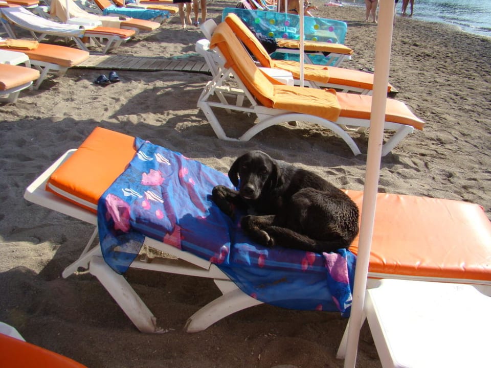 Bezpańskie psy wylegujące się na leżakach Jura Hotels Bodrum Resort