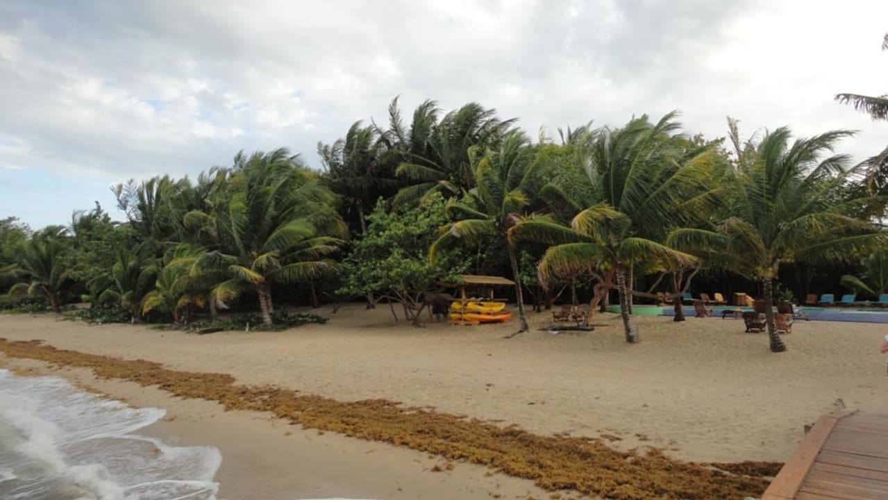 Strand mit Pool Hamanasi Adventure & Dive Resort