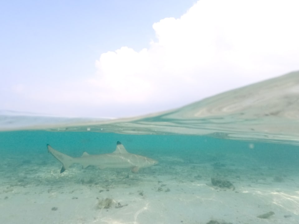 Pool Summer Island Maldives