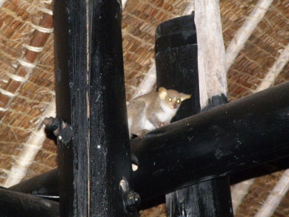 Buschbaby Hotel Southern Palms Beach Resort