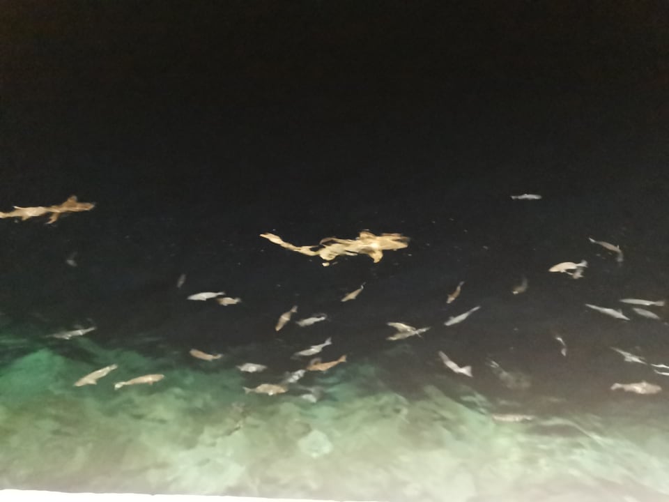 Strand Cinnamon Velifushi Maldives - Free One-Way Speedboat and 02 Kids Under 12 Stay & Dine Free