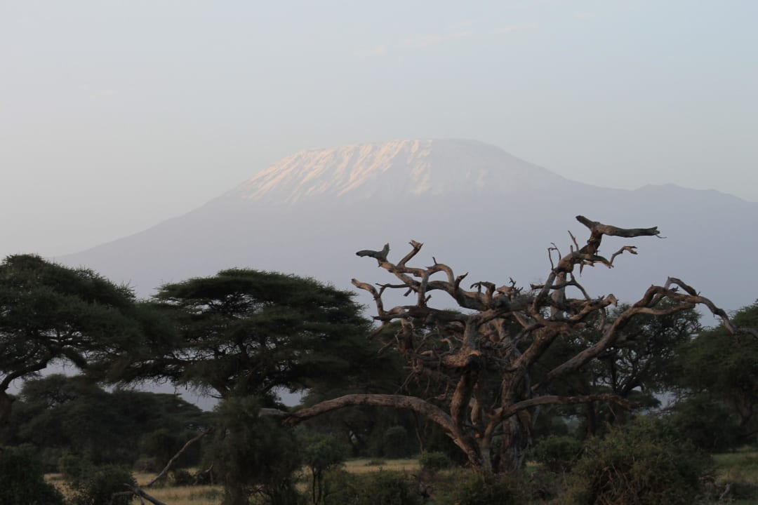 Kilimanjaro am Morgen Ol Tukai Lodge