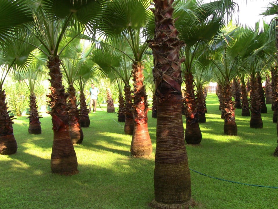Gartenanlage Miramare Queen Hotel