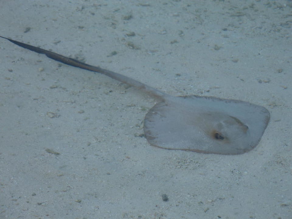 Tolle Fisch Adaaran Select Hudhuran Fushi - Premium All Inclusive