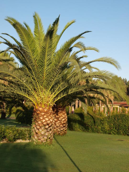 Zahrada Falkensteiner Club Funimation Garden Calabria