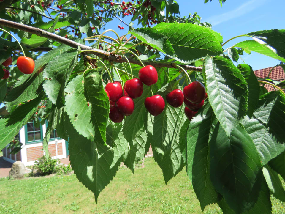 Gartenanlage Feriendorf Altes Land