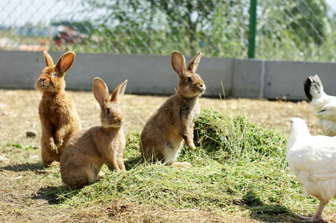 Sport & Freizeit Agroturystyka Żabi Raj