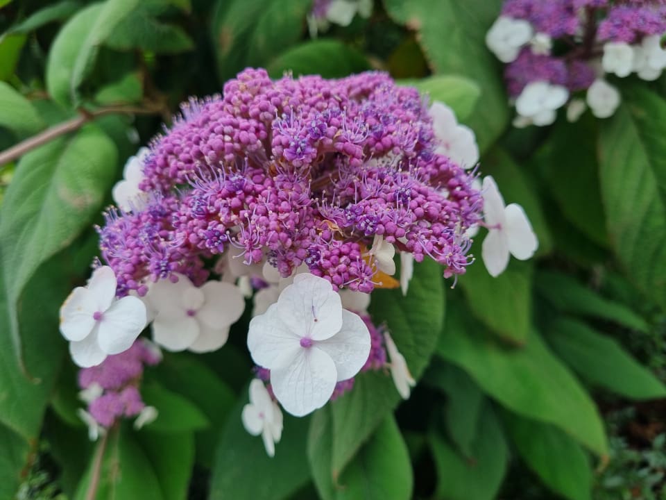 Gartenanlage AMERON Neuschwanstein Alpsee Resort & Spa