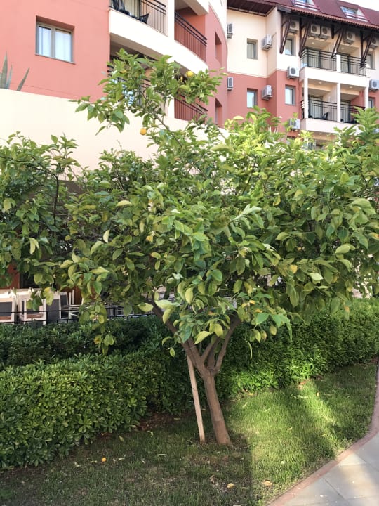 Gartenanlage Palmeras Beach Hotel