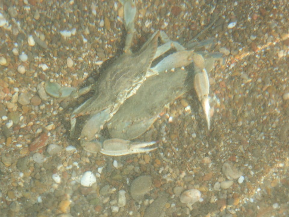 Eine Krabbe im glasklaren Meer Sherwood Exclusive Lara