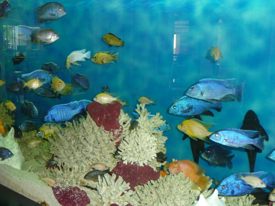 Fische im Lobbybereich Horus Paradise Luxury Resort & Club