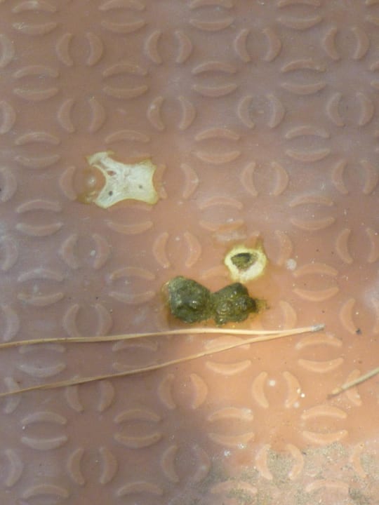 Frische Hühnerkacke am Pool Ephesia Holiday Beach Club