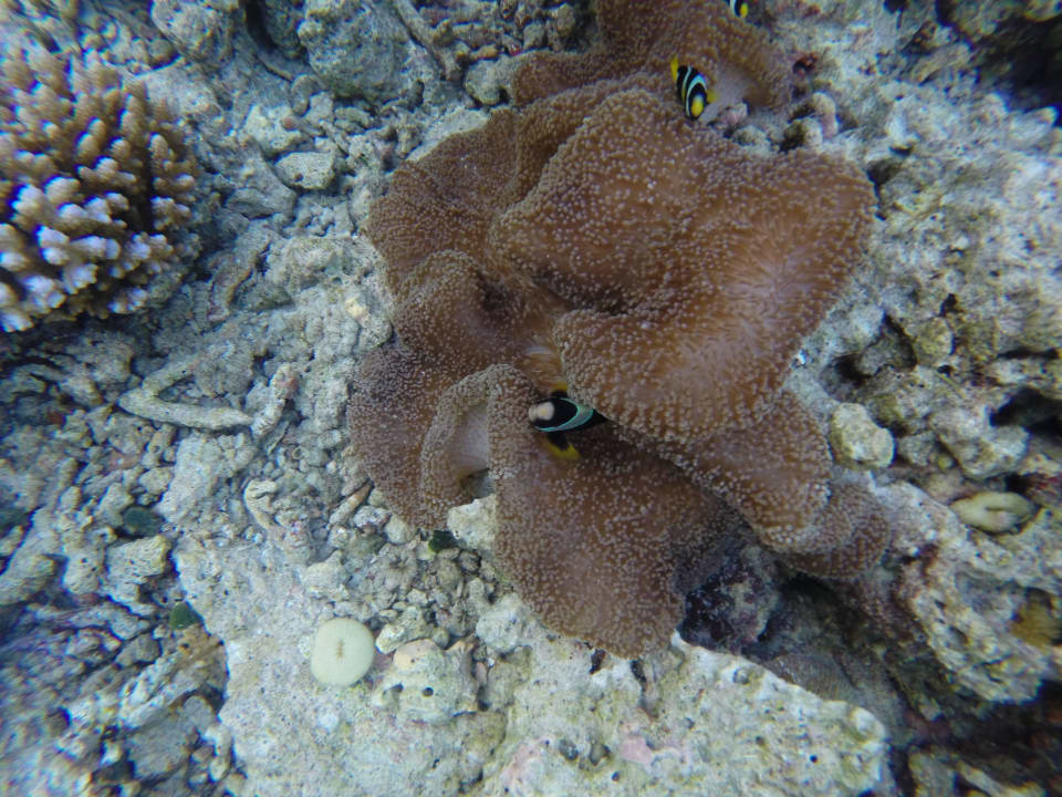 Clownfische Vilamendhoo Island Resort & Spa