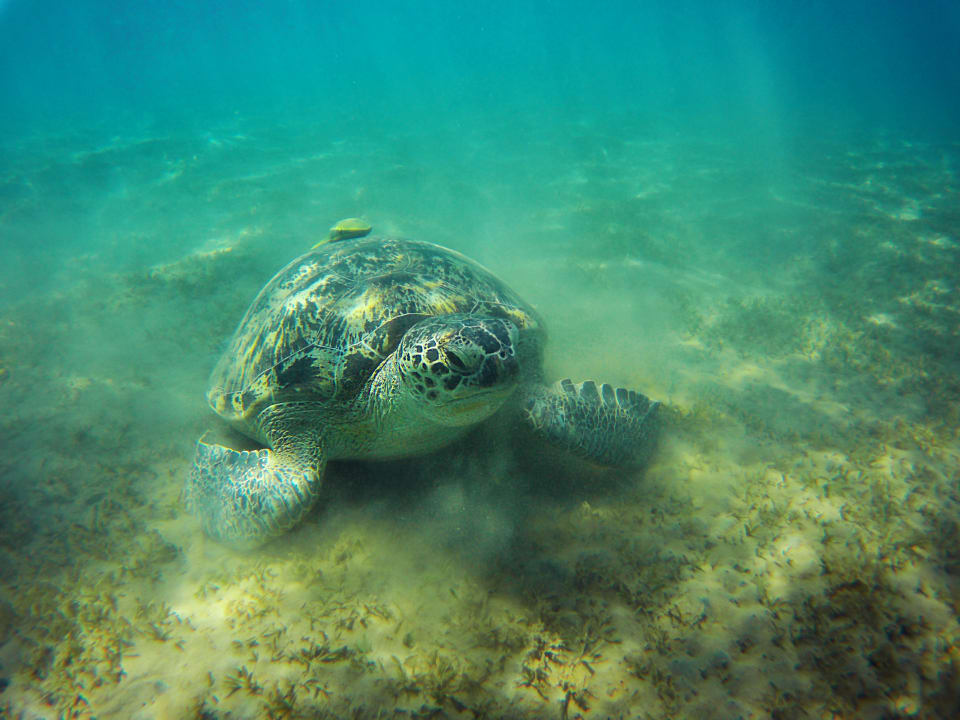 Strand Three Corners Equinox Beach Resort