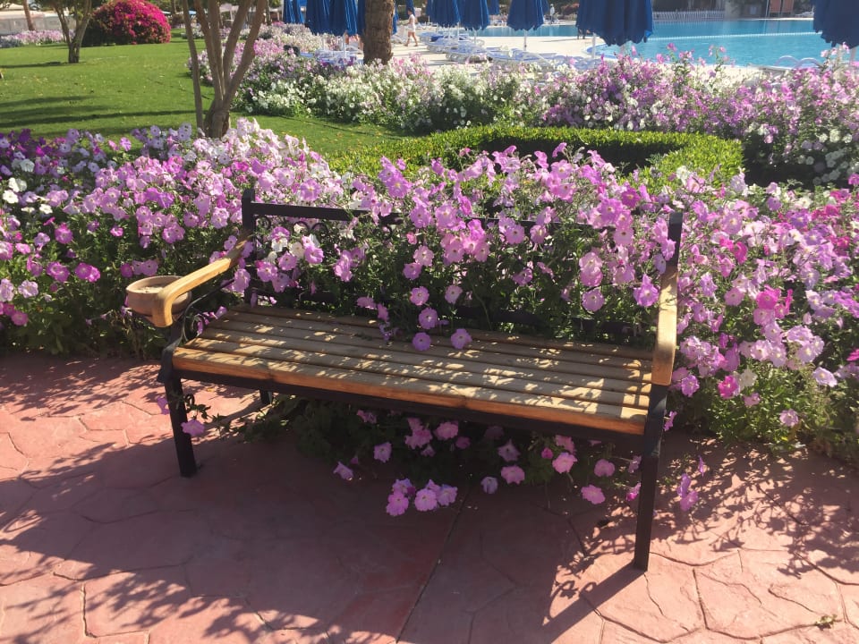 Gartenanlage Desert Rose