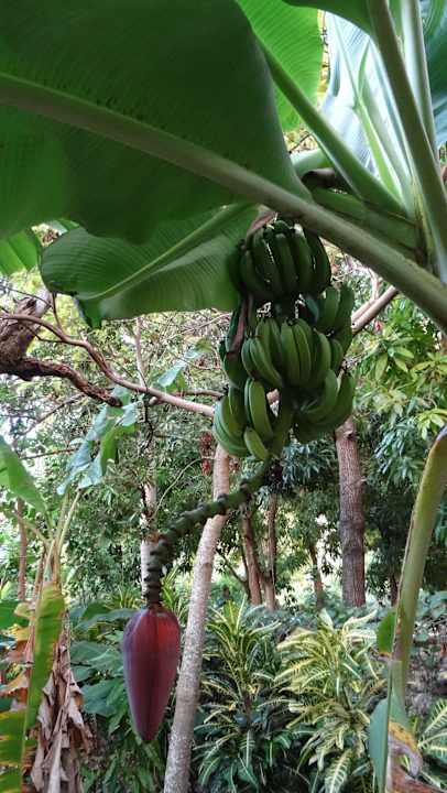 Bananenblüte Hotel Rancho Don Cesar