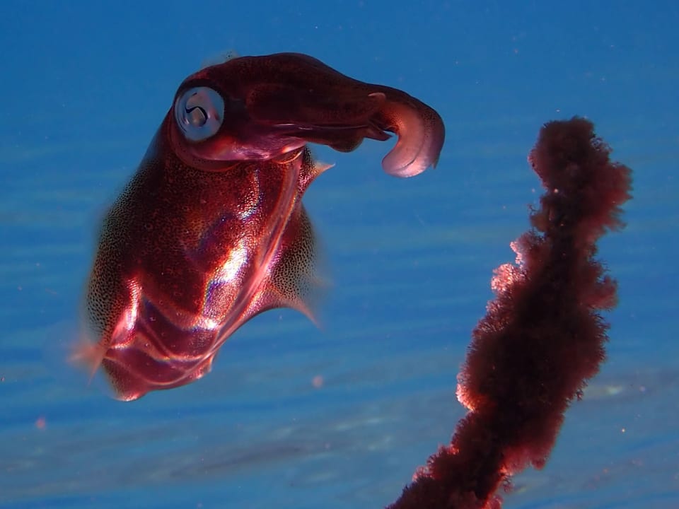 Strand Coral Hills Resorts & SPA