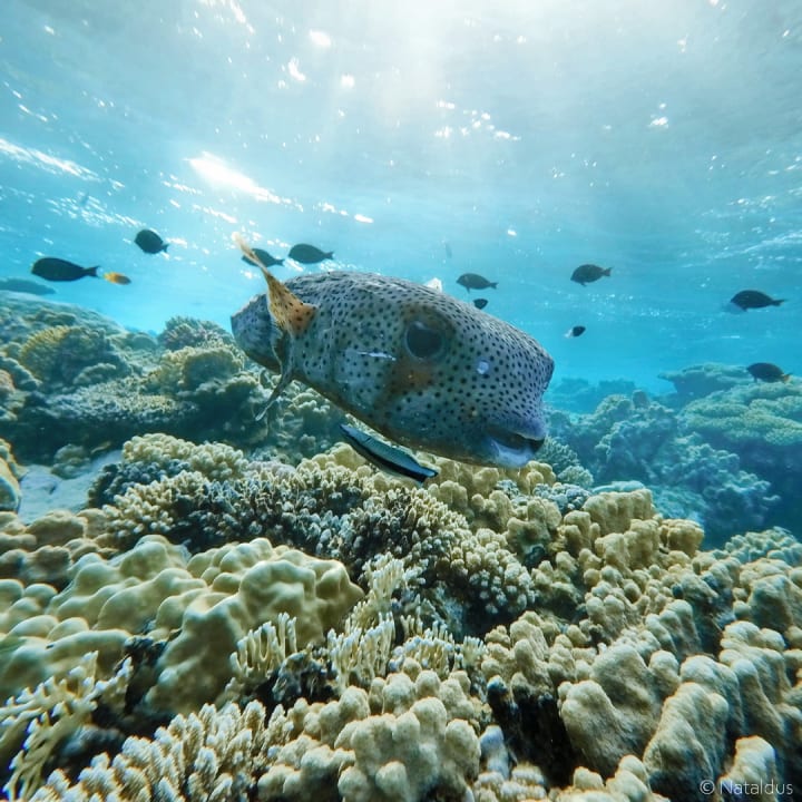 Strand Three Corners Fayrouz Plaza Beach Resort