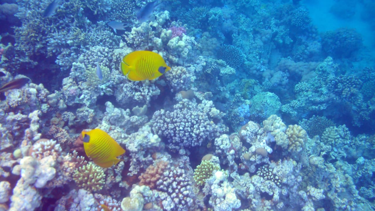 Im Hausreef Cleopatra Luxury Resort Makadi Bay