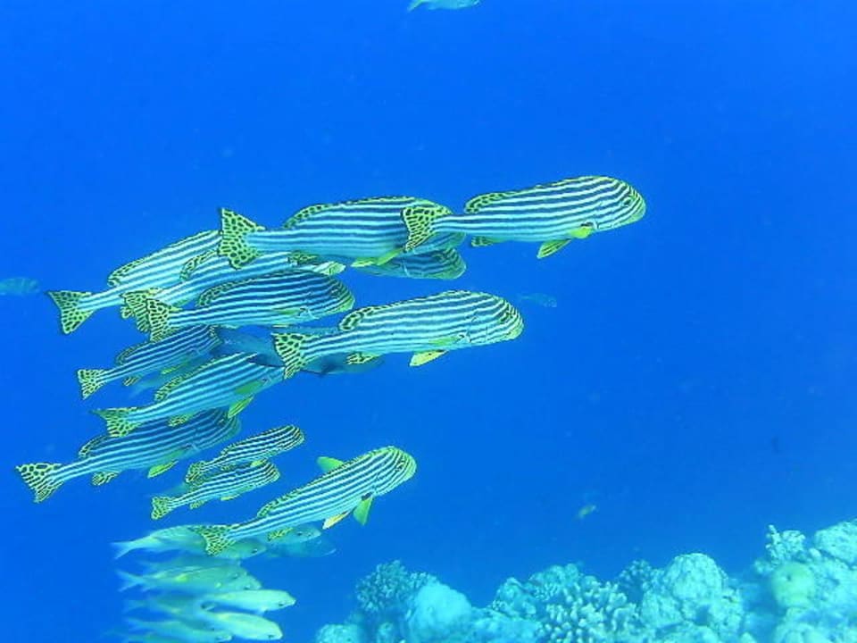 Schnorcheln am Hausriff NH Collection Maldives Reethi Resort