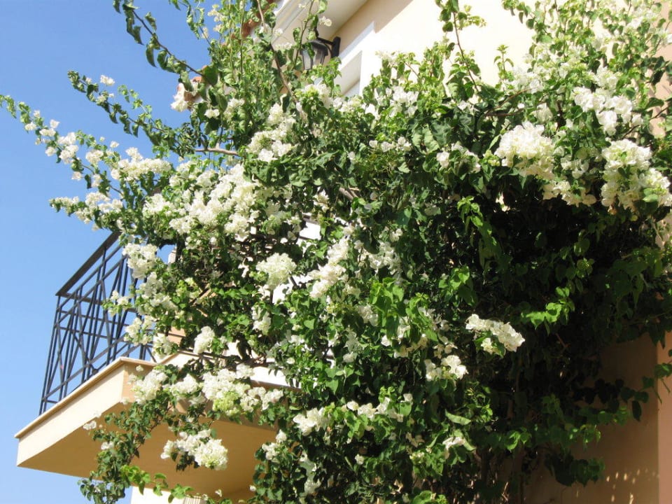 Gartenanlage Hotel Astra Village