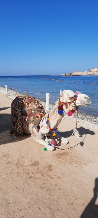 Strand Steigenberger Coraya Beach - Adults only