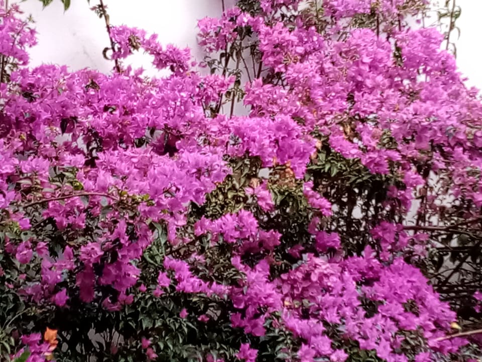 Gartenanlage Hotel Costa Calero