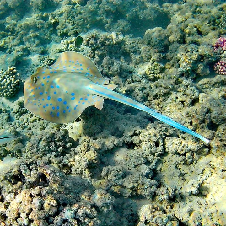 Sport & Freizeit Cleopatra Luxury Resort Makadi Bay