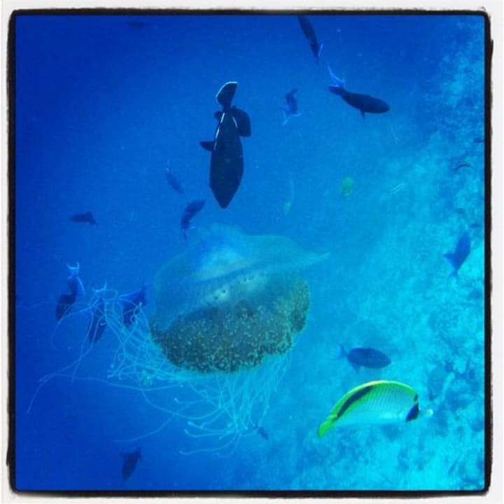 Qualle NH Collection Maldives Reethi Resort