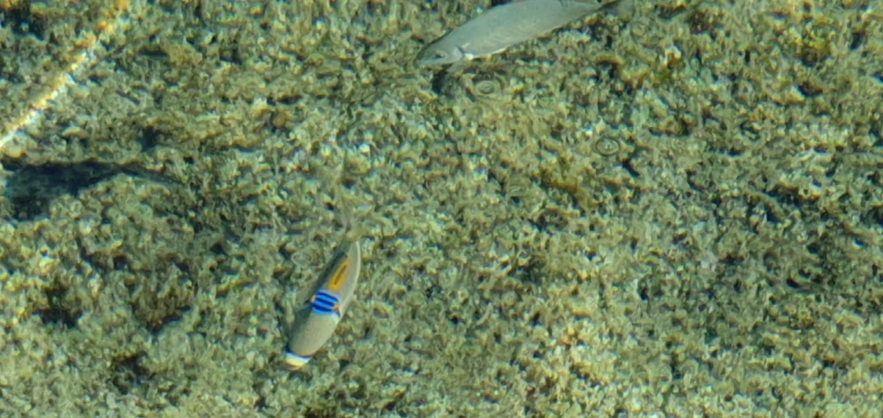 Strand Pickalbatros Villaggio Resort - Portofino