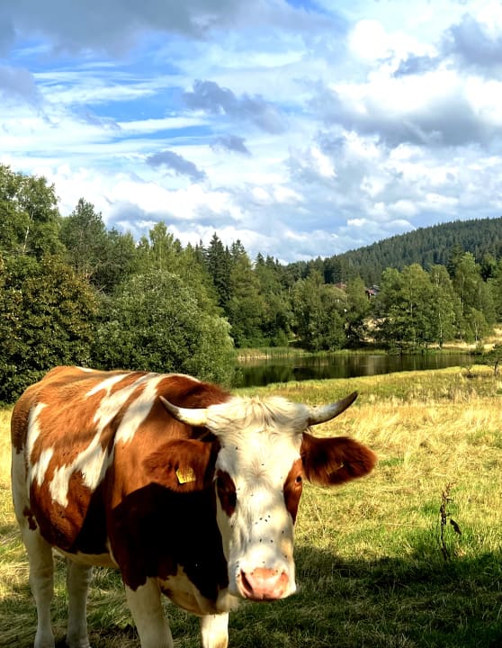 Ausblick WaldFunkeln Lodge