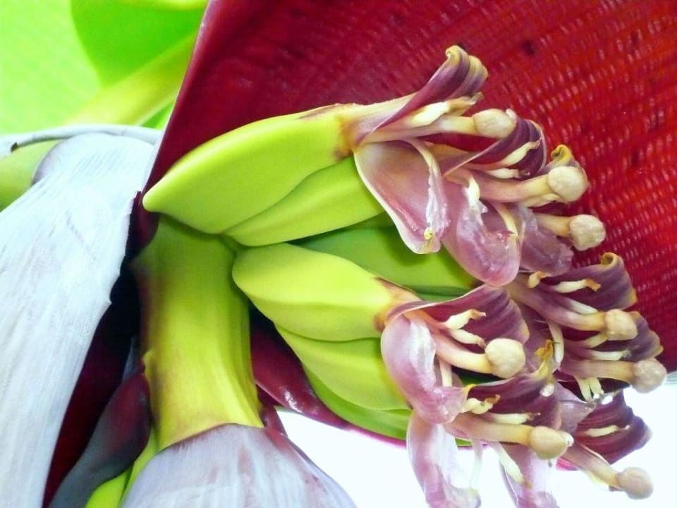 Bananenblüte Bungalows Cordial Sandy Golf