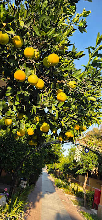 Gartenanlage Özlem Garden Hotel