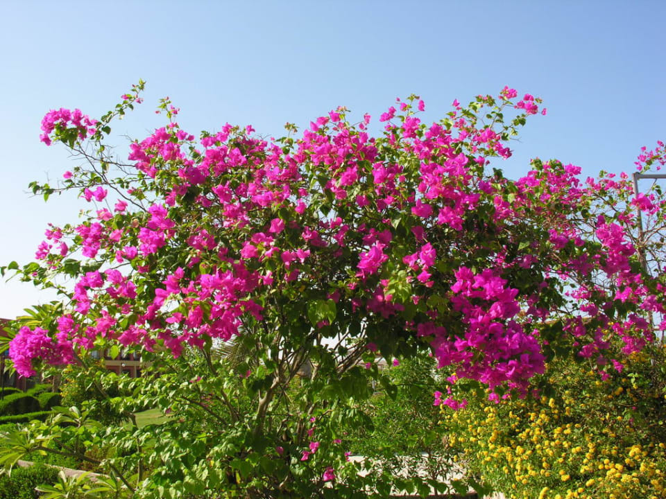 Kwiaty Malikia Resort Abu Dabbab