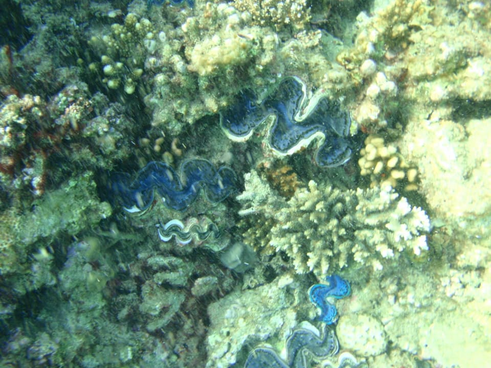 Под водой. Stella Garden Resort & Spa, Makadi Bay