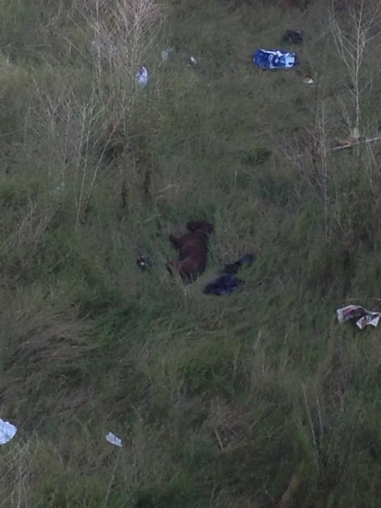 Erschöpfter Hund Opia Hotel