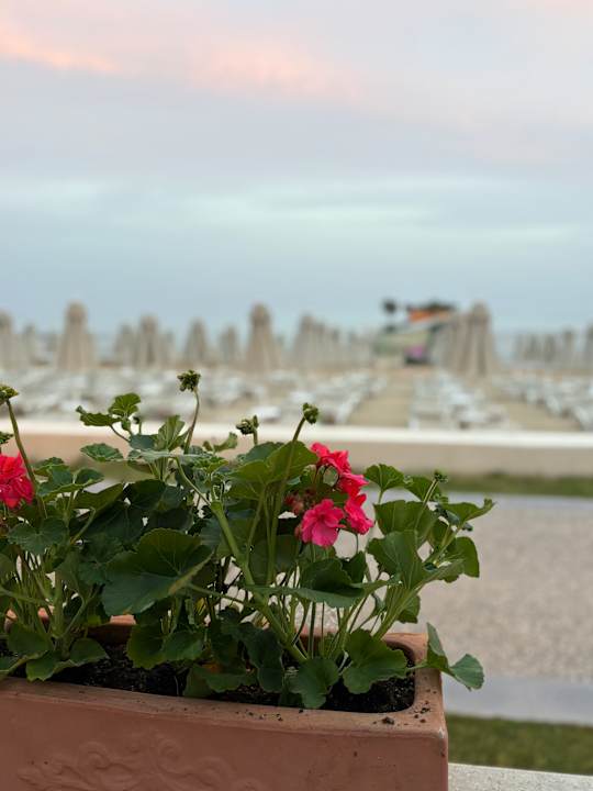 Strand Arum Barut Collection