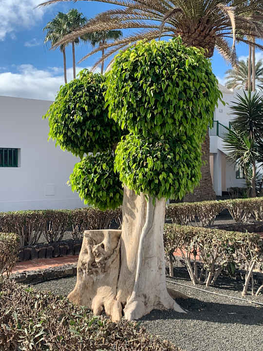 Gartenanlage Hotel Riu Paraiso Lanzarote