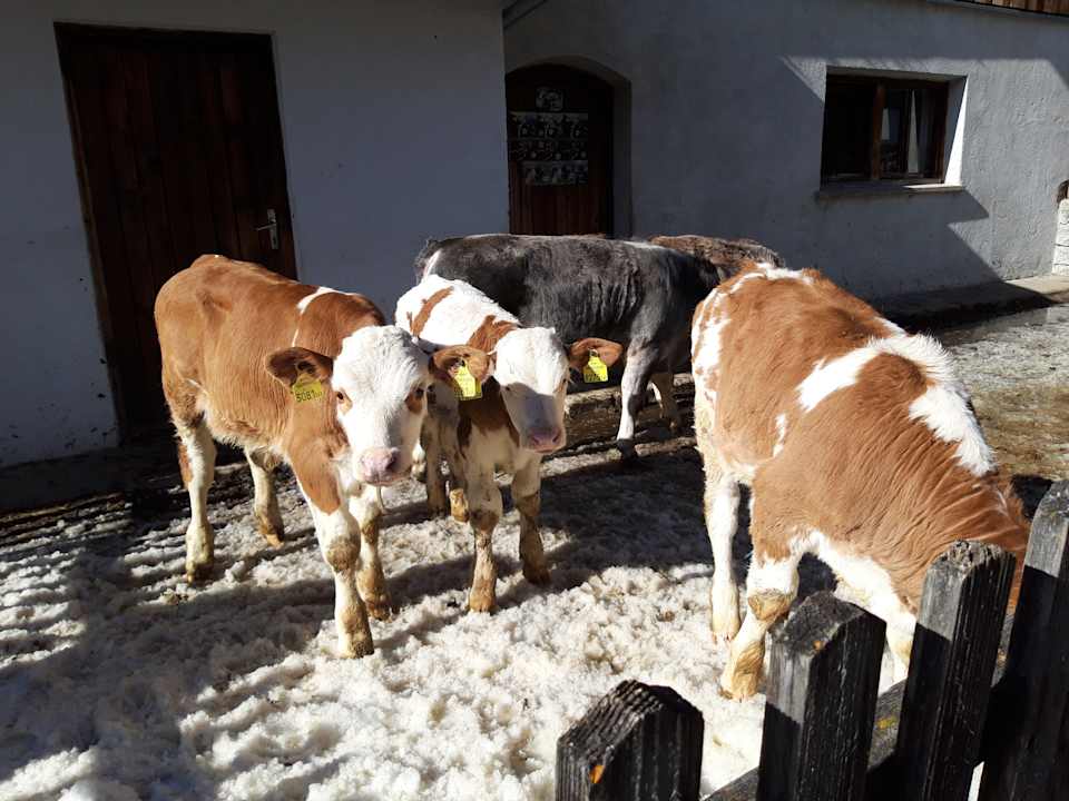 Sonstiges Tirolerhof - Appartementhaus