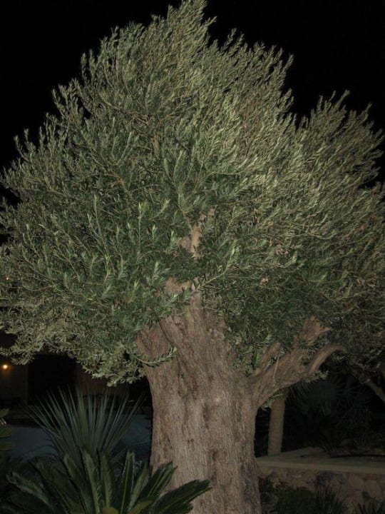 Olivenbaum Aquagrand Artistic Luxury Beach Resort - Adults only