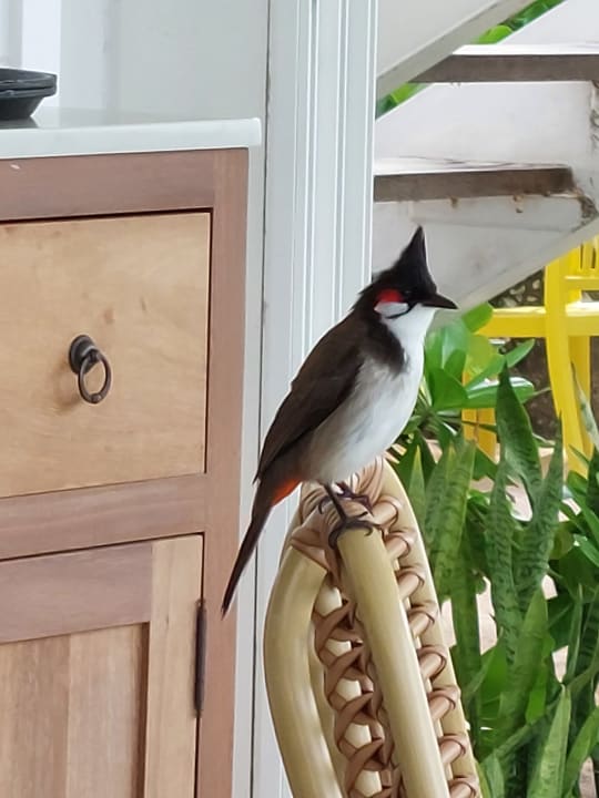 Sonstiges Tropical Attitude - Adults only