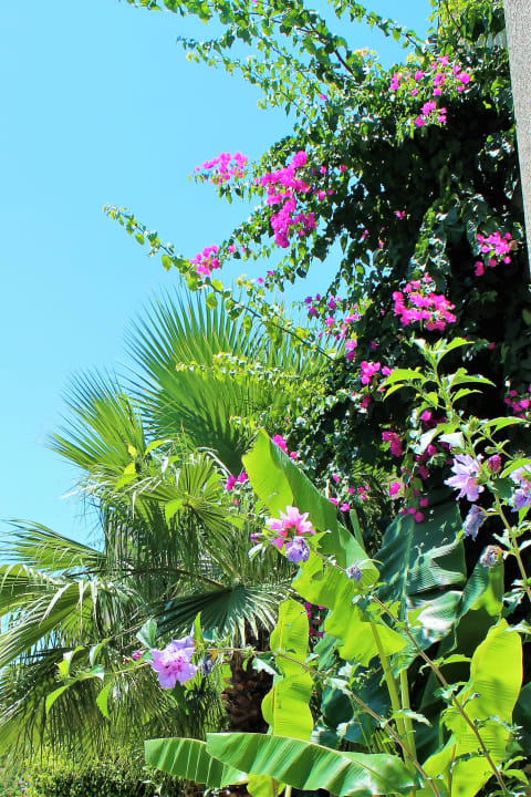 Gartenanlage Paloma Oceana