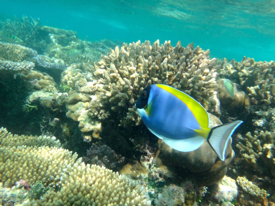 Unterwasserwelt Cinnamon Hakuraa Huraa Maldives