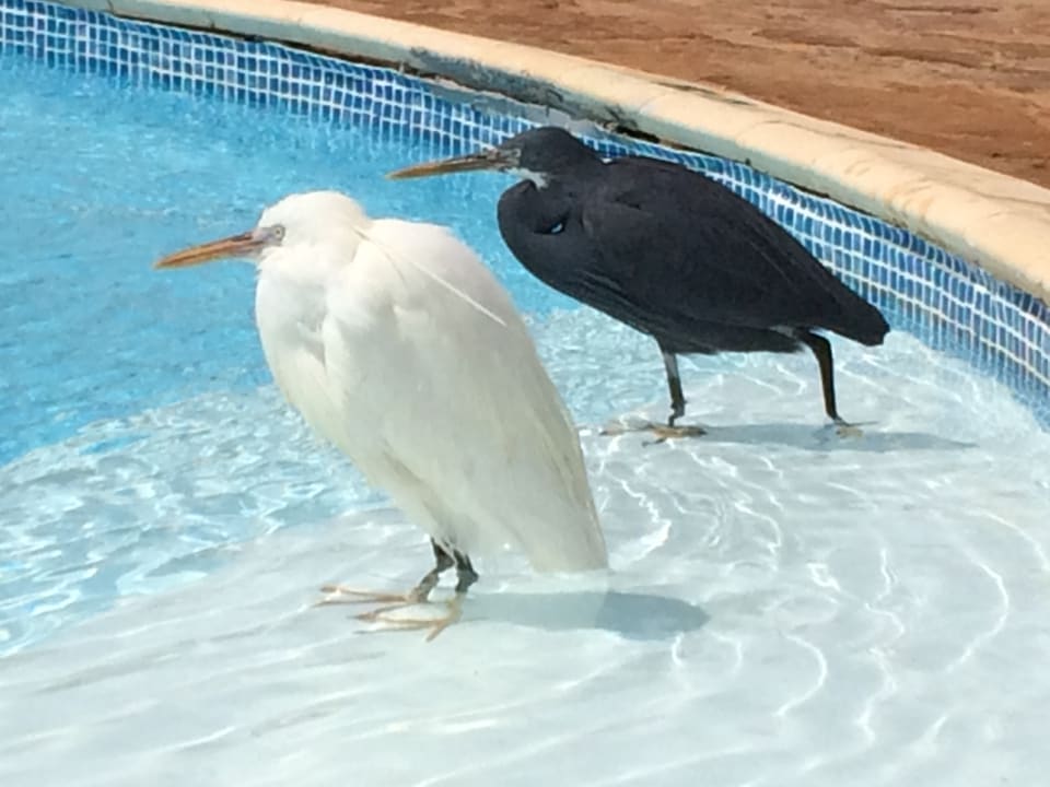 Sonstiges Three Corners Equinox Beach Resort