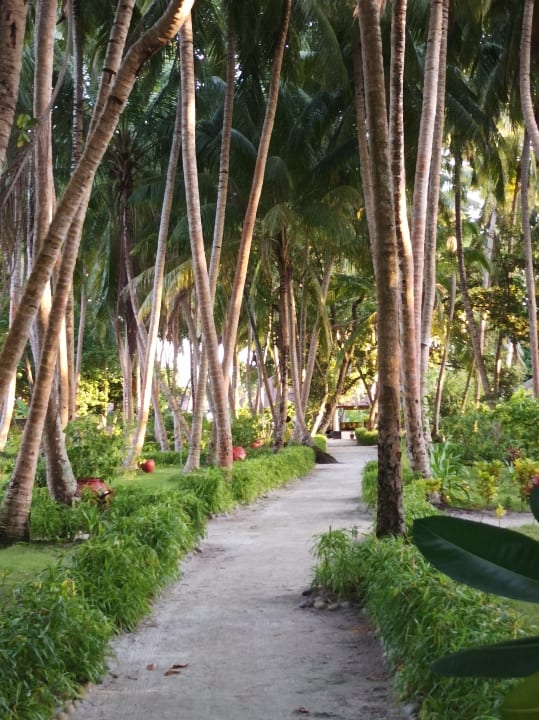 Gartenanlage Filitheyo Island Resort