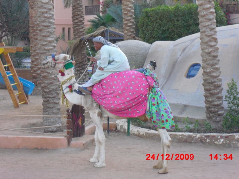 Oskar das Hotelkamel Giftun Azur Resort