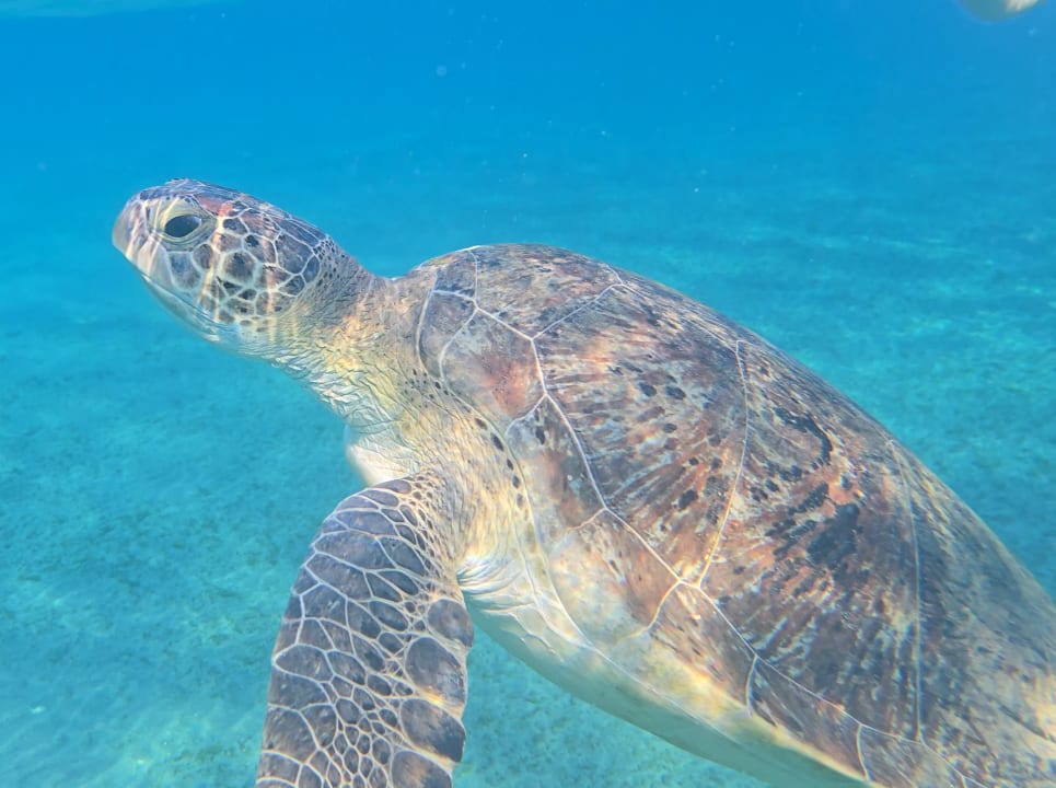 Strand Malikia Resort Abu Dabbab