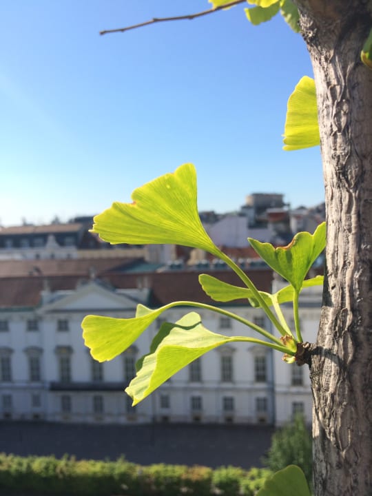 Ausblick 25hours Hotel Wien beim MuseumsQuartier