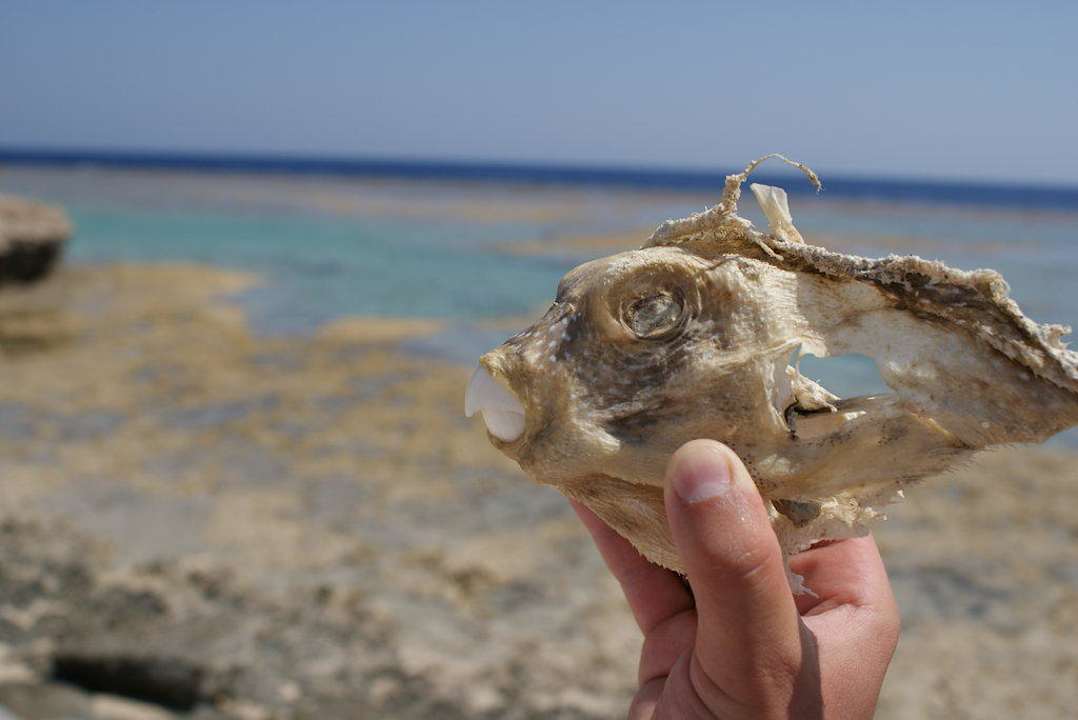Wyschnieta papugoryba Pensée Royal Garden Beach Resort